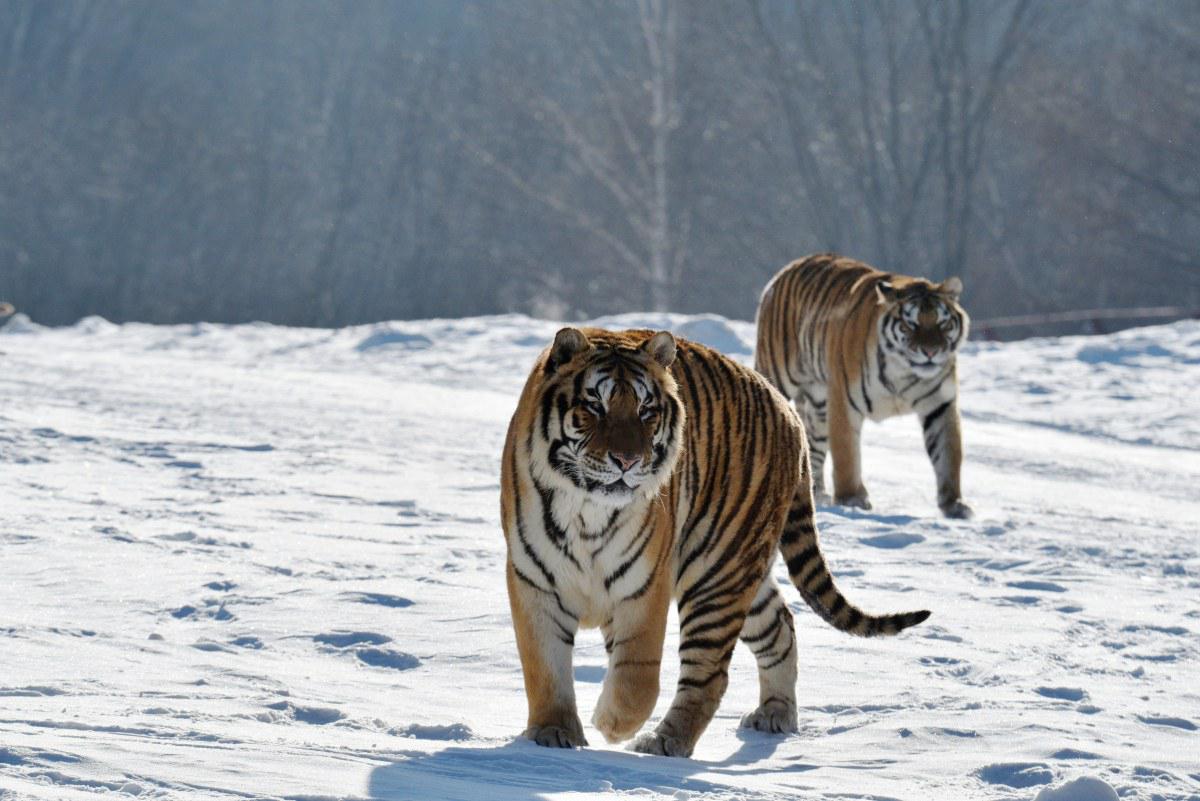 Siberian Tiger Park